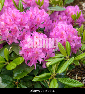 Catawba rhododendron, Catawba rose bay (Rhododendron 'Pink Dream', Violet Rose RHODODENDRON Rhododendron catawbiense, rêve), la floraison, le cultivar Pink Dream Banque D'Images