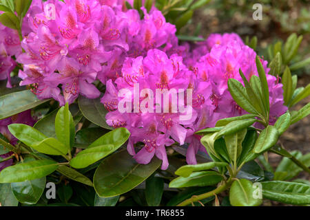 Catawba rhododendron, Catawba rose bay (Rhododendron 'Pink Dream', Violet Rose RHODODENDRON Rhododendron catawbiense, rêve), la floraison, le cultivar Pink Dream Banque D'Images