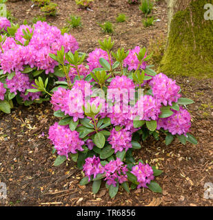 Catawba rhododendron, Catawba rose bay (Rhododendron 'Pink Dream', Violet Rose RHODODENDRON Rhododendron catawbiense, rêve), la floraison, le cultivar Pink Dream Banque D'Images