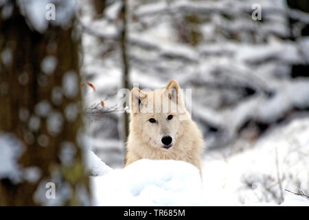 Loup arctique, toundra wolf (Canis lupus albus, Canis lupus arctos), dans un bois d'hiver enneigé, portrait, Canada Banque D'Images