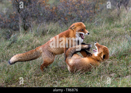 Le renard roux (Vulpes vulpes), deux jeunes renards se battre joyeusement dans la forêt, lutte territoriale, l'Allemagne, la Bavière Banque D'Images