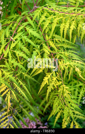 Staghorn sumach, cerfs horn (sumach Rhus hirta 'Tiger Eyes', Rhus hirta Tiger Eyes, Rhus typhina 'Tiger Eyes', Rhus typhina Tiger Eyes), les feuilles du cultivar Tiger Eyes Banque D'Images