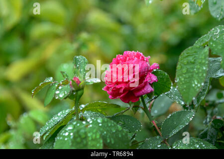 Damask rose (Rosa 'Rose de Rescht', Rosa Rose de Rescht, Rosa x damascena, Rosa Damascena), fleur du cultivar Rose de Rescht, Autriche, Vienne Banque D'Images