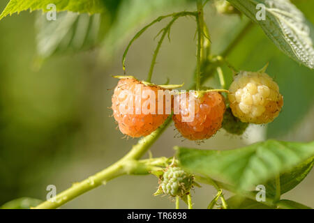 Rouge européenne framboisier (Rubus idaeus 'Poranna Rosa', Rubus idaeus Poranna Rosa), les fruits du cultivar Poranna Rosa, l'Allemagne, la Bavière Banque D'Images