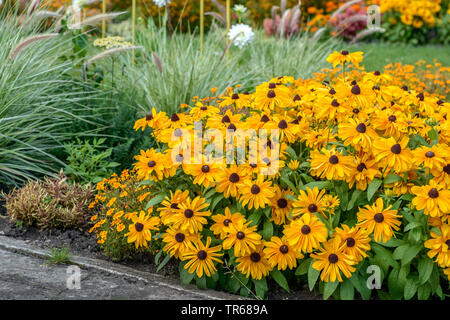 Black-eyed susan, hairy coneflower jaune, Daisy (Rudbeckia hirta 'Indian Summer', Rudbeckia hirta Indian Summer), la floraison, le cultivar l'été indien, l'Allemagne, Thuringe Banque D'Images