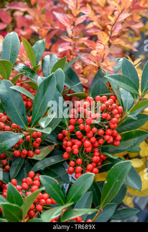 (Skimmia japonica Skimmia japonais 'Pabella Pabella Skimmia japonica,'), la fructification, le cultivar Pabella Banque D'Images