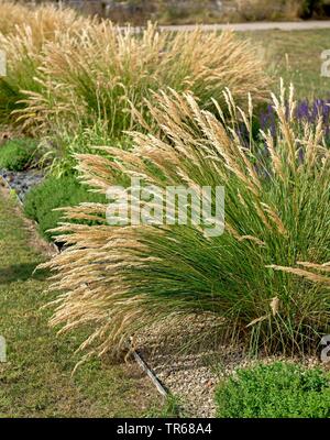 Achnatherum en plumes, herbe, graminées (Stipa calamagrostis 'Algaeu Algaeu', Stipa calamagrostis, Achnatherum calamagrostis), le cultivar Algaeu, Allemagne, Thuringe Banque D'Images