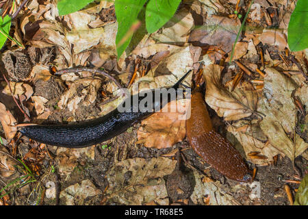 Grande Limace noire, une plus grande limace noir, noir, noir arion Arion ater (escargot), noir sauteuse et espagnol slug, Allemagne, Mecklembourg-Poméranie-Occidentale Banque D'Images