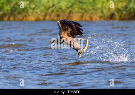 Pygargue à queue blanche (Haliaeetus albicilla), la capture d'un brochet, d'Allemagne, de Mecklembourg-Poméranie occidentale, Malchiner Voir Banque D'Images