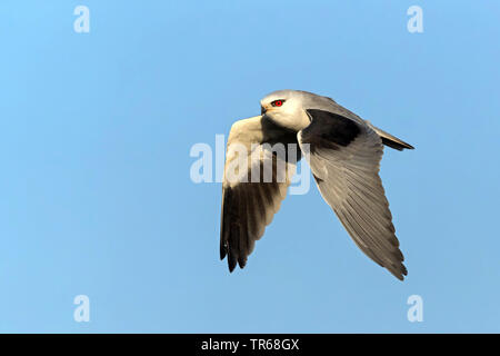 Black-shouldered kite (Elanus caeruleus), en vol, Israël Banque D'Images