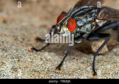 Feshfly, Chair-fly, marbré gris-mouche à viande (Sarcophaga carnaria), imago avec red yeux composés, portrait, Allemagne, Mecklembourg-Poméranie-Occidentale Banque D'Images