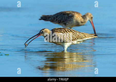 Western Curlew (Numenius arquata), debout dans l'eau peu profonde avec la proie sandworm dans le projet de loi, l'Allemagne, Mecklembourg-Poméranie-Occidentale Banque D'Images