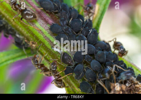 Puceron noir de la fève, les simulies, wayame noir (Aphis fabae), le haricot noir étant détenu par les pucerons, fourmis jardin Mecklembourg-Poméranie-Occidentale, Allemagne Banque D'Images