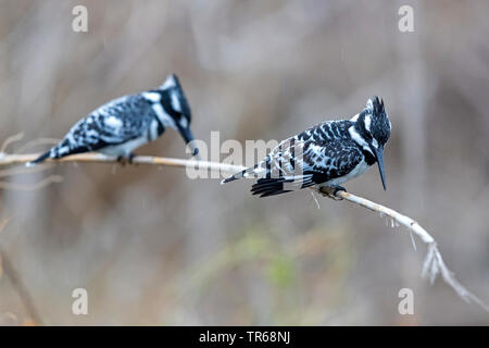 Moindre pied kingfisher (Ceryle rudis), deux kingfisher sur une branche, Israël Banque D'Images