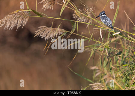 Moindre pied kingfisher (Ceryle rudis), assis sur reed, Israël Banque D'Images