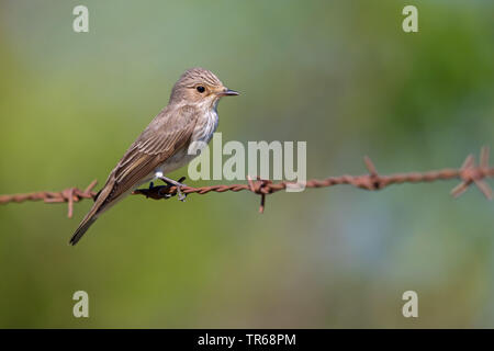 Spotted flycatcher (Muscicapa striata), assis sur un fil barbelé rouillé, Grèce, Lesbos Banque D'Images