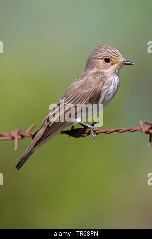 Spotted flycatcher (Muscicapa striata), assis sur un fil barbelé rouillé, Grèce, Lesbos Banque D'Images