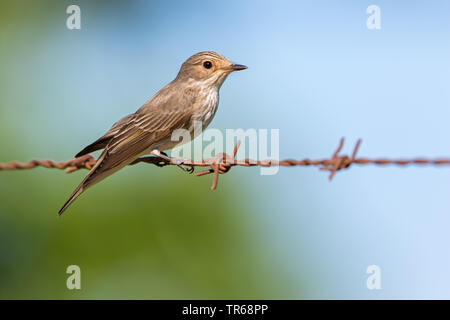 Spotted flycatcher (Muscicapa striata), assis sur un fil barbelé rouillé, Grèce, Lesbos Banque D'Images