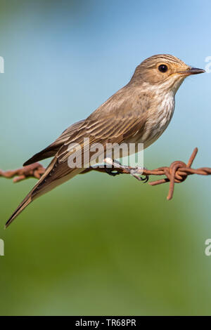 Spotted flycatcher (Muscicapa striata), assis sur un fil barbelé rouillé, Grèce, Lesbos Banque D'Images