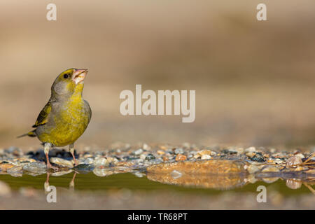 Verdier d'Europe (Carduelis chloris), de boire, de Grèce, Lesbos Banque D'Images