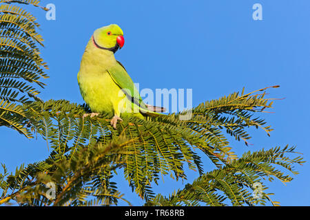 Héron pourpré (Psittacula krameri), sur une branche, Israël Banque D'Images