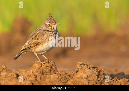 (Galerida cristata crested lark), sur le terrain, Israël Banque D'Images