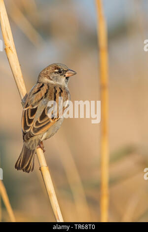 Moineau domestique (Passer domesticus), femme assise à une tige, Israël Banque D'Images