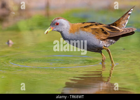 Little crake (Porzana parva), au bord de l'eau, de la Grèce, Lesbos Banque D'Images