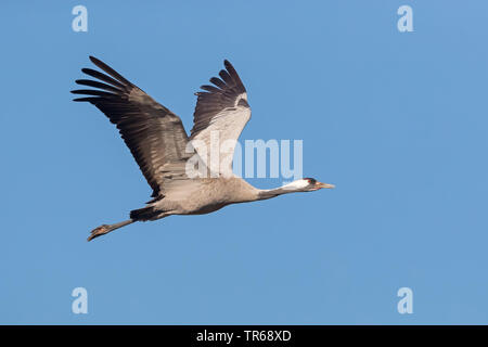 Grue cendrée grue eurasienne, (Grus grus), en vol, l'Allemagne, Mecklembourg-Poméranie-Occidentale Banque D'Images