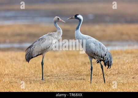 Grue cendrée grue eurasienne, (Grus grus), de jeunes adultes et d'oiseaux oiseau, vue de côté, l'Allemagne, Mecklembourg-Poméranie-Occidentale, Poméranie occidentale Lagoon Salon National Park Banque D'Images