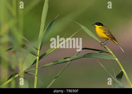 Bergeronnette printanière-noir (Motacilla flava feldegg, Motacilla feldegg), dans le roseau, Israël Banque D'Images