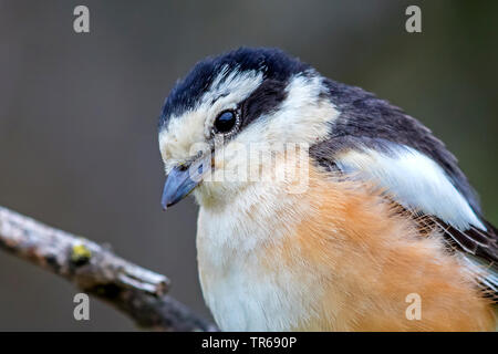 Masked Shrike (Lanius nubicus), portrait d'un homme, vue de côté, la Grèce, Lesbos Banque D'Images