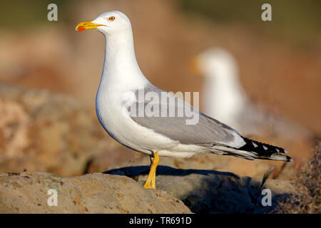 Yellow-legged Gull (Larus michahellis, Larus cachinnans michahellis), portrait en pied, vue de côté, la Grèce, Lesbos Banque D'Images