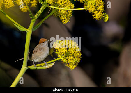 Blackcap (Sylvia atricapilla), femelle sur une usine, Grèce, Lesbos Banque D'Images