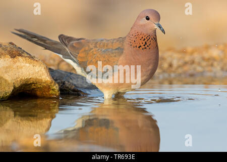 Laughing dove (Streptopelia senegalensis), assis dans l'eau, Israël Banque D'Images