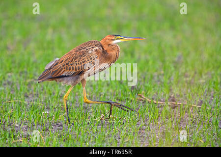 Héron pourpré (Ardea purpurea), dans des milieux humides, Israël Banque D'Images