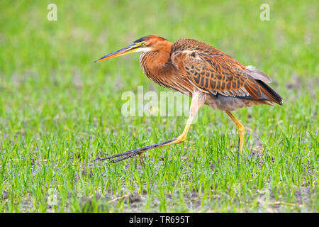 Héron pourpré (Ardea purpurea), dans des milieux humides, Israël Banque D'Images