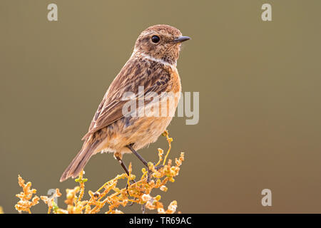 Common Stonechat (Saxicola torquata Saxicola rubicola rubicola,), femelle sur une branche, Israël Banque D'Images