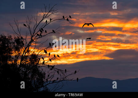 Milan noir, jaune-billed kite (Milvus migrans), groupe sur un arbre du sommeil au coucher du soleil, Israël Banque D'Images