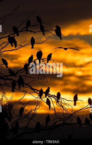 Milan noir, jaune-billed kite (Milvus migrans), groupe sur un arbre du sommeil au coucher du soleil, Israël Banque D'Images