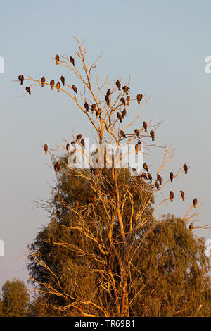 Milan noir, jaune-billed kite (Milvus migrans), groupe sur un arbre à dormir le soir, Israël Banque D'Images