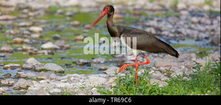 La cigogne noire (Ciconia nigra), marcher dans un lit de ruisseau, vue de côté, la Grèce, Lesbos Banque D'Images