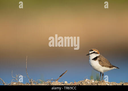 Kentish Plover (Charadrius alexandrinus), assis sur le sol, vue de côté, la Grèce, Lesbos Banque D'Images