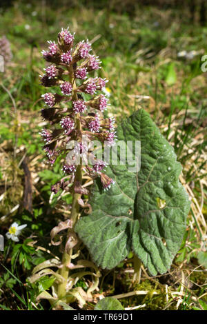 Butterburr (Petasites hybridus), blooming, Allemagne, Bavière, Oberbayern, Haute-Bavière Banque D'Images