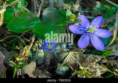 Hepatica, American liverleaf (Hepatica nobilis hépatique, anemone hepatica), blooming, Allemagne, Bavière, Oberbayern, Haute-Bavière Banque D'Images