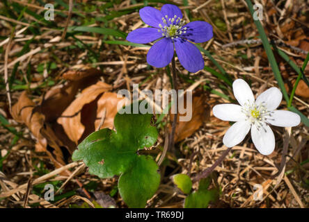 Hepatica, American liverleaf (Hepatica nobilis hépatique, anemone hepatica), la floraison, avec violett et fleur blanche, Allemagne, Bavière, Oberbayern, Haute-Bavière Banque D'Images