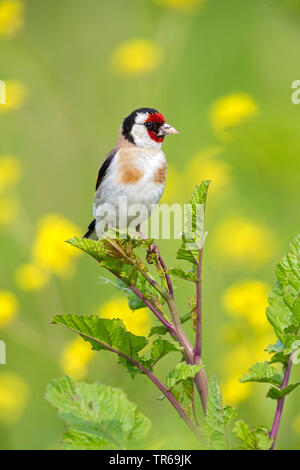 Eurasian goldfinch (Carduelis carduelis), assis sur une usine, Grèce, Lesbos Banque D'Images