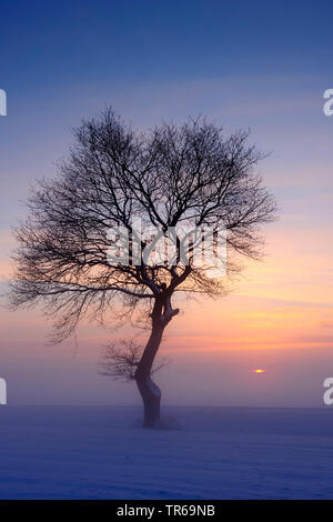 Arbre en hiver, au coucher du soleil, de l'ALLEMAGNE, Basse-Saxe Banque D'Images