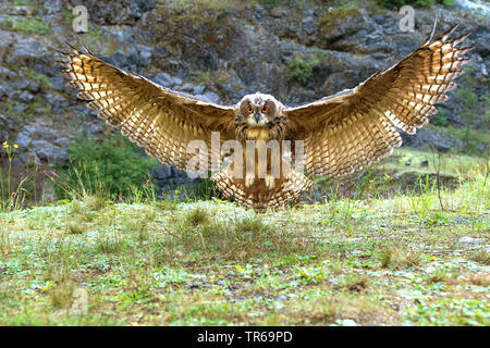 Le nord du grand-duc (Bubo bubo), l'atterrissage eagle owl, ALLEMAGNE, Basse-Saxe Banque D'Images