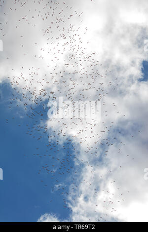 Cigogne Blanche (Ciconia ciconia), troupeau de vol dans le ciel, vue de dessous, Israël Banque D'Images